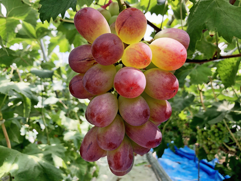 「数量限定」 粒ぷりっぷり食感！果汁が溢れ出るバイオレットキング 1㎏ クイーンマスカット100g程度おまけ有　　少量食べ比べ　クール便