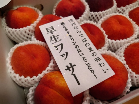 ワッサー　ならお任せ！！　信州ならではの桃　訳あり　ご家庭専用コース　2.8キロ（13から15個入り）　ご好評販売中