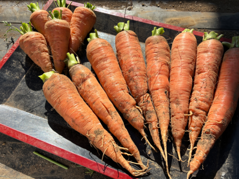 買いたくても入手困難　固定種にんじん2種のセット『筑摩野五寸 & 馬込三寸』(1.8kg)
