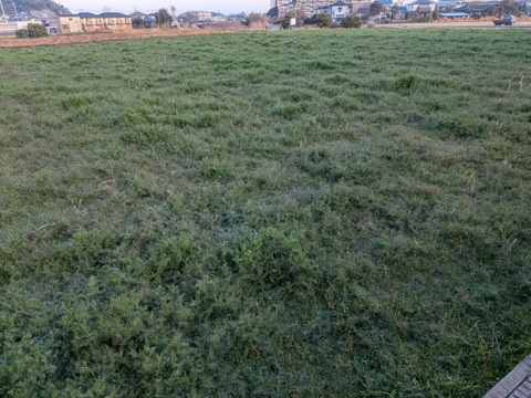 おいしい餅米　かぐらもち　3kg