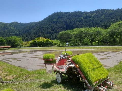 自然を大切に栽培した【玄米 10kg】令和４年 京都・美山産
