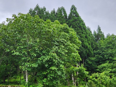 朴葉餅（ほおばもち）4つ入×2袋、冷蔵発送