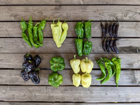 【アワード受賞福袋】旬のVEGE箱「厳選8品目セット」
食べチョクアワード野菜2位受賞の旬のVEGE箱から、特に食べて欲しい8品種を厳選しました。レギュラーサイズだと多すぎて食べきれない方にもぜひ♪