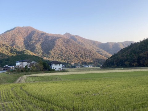 《お得❗️》農薬を使わないお米　コシヒカリ15kg【白米】