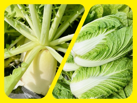 白菜と大根コラボセット‼️