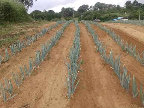寒締め下仁田ねぎ　約30本 氷点下に耐え甘さ格別　土付き