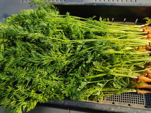 ✨香り高い栄養満点！摘みたて「葉ニンジン」約2kg（根付き・根なし混在）｜農薬・化成肥料不使用✨
