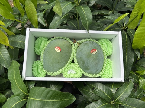 【贈答用】沖縄県産キーツマンゴー　2kg（2~3玉）