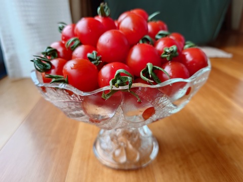 フルーツトマト【ピッコラルージュ】1kg/箱・海藻肥料アルギットによる高糖度と抜群の旨味