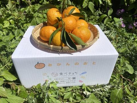 【カラマンダリン】【訳あり・加工にも】6kg箱カラマンダリン 訳あり 6kg｜そのまま食べても、絞っても、加工しても