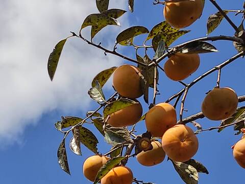 ✨【甘柿（富有柿）】1.5kg（12～17玉）　農薬肥料不使用の自然栽培✨