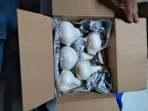 ジャンボにんにく