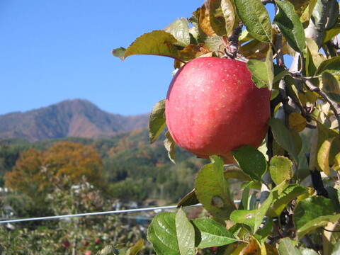 りんごジャム（200ｇビン×５個入り）長野県産りんご（サンふじ）使用