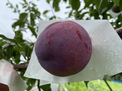 今が旬！プラム(すもも)の王様【貴陽】
発祥の地からお送り致します！
高級プラム化粧箱入り2kg
(実の大きさにより、個数が変わります。
［9玉〜12玉］数を指定して頂けます。