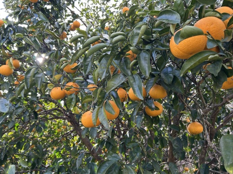 さわやか！自然農の八朔　6kg