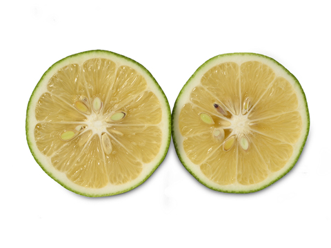 【栽培期間中農薬不使用】グリーン レモン 2kg（防腐剤・ワックス不使用）【訳アリ品】静岡県磐田市産