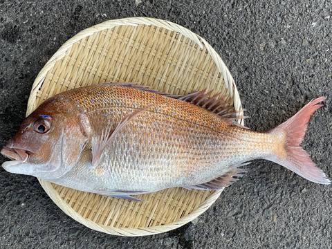 【鮮度抜群】天然活〆真鯛（1.5〜2kg）｜数量限定