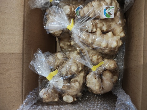 掘って洗い直ぐお届け【菊芋1.5kg】60ｻｲｽﾞで送料お得