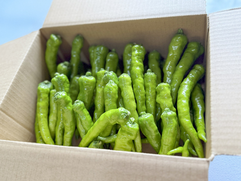 やさしい甘とう。伏見甘長とうがらし/約1kg(茨城県産)