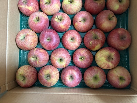 「家庭用」葉取らずふじりんご🍎5キロ箱23個入りです。