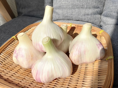 期間限定予約販売】フレッシュ生にんにく『ピンク』（北海道在来