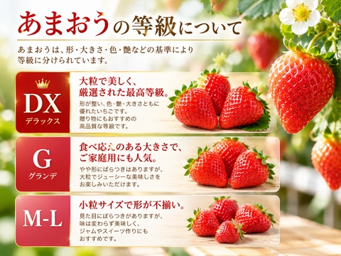 【予約販売 2026年11月下旬～順次発送】いちごの王様！あまおう苺 人気サイズ 約250g～270g×4パック（約1080g） デラックス等級