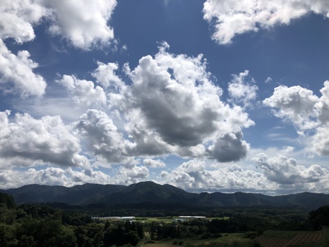 【農薬・化学肥料不使用栽培】青森県産　お庭育ちのレモンミント 50g（クール便発送）