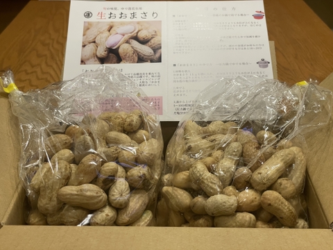 【旬物】ぷりぷり大粒！千葉県産おおまさり2kg 食べ応えバツグンのジャンボ落花生！