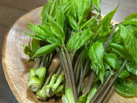 旬をいただく！愛知県豊田市旭産　コシアブラ 300ｇ