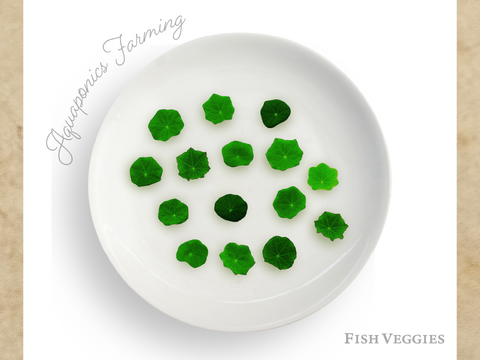【FISH VEGGIES】ナスタチウムの葉1〜2cm　15枚程度　化学肥料/農薬不使用だから安心して食べられる