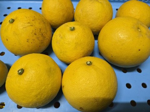 ★訳あり　80サイズ　3.5キロ～　完全自然栽培品　コンボ商品　晩白柚（ザボン） 2玉　文旦 15玉