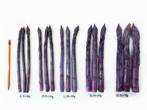 (PS)[有機JASパープルアスパラガス]ご家庭用特別価格Sサイズ(北海道)(春芽)