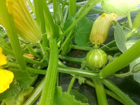 高原で育った甘いかぼちゃ５ｋｇ