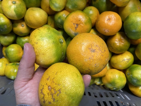 【１１月１８日～２３日収穫】見た目は悪いが味は良い。【選果落ち】早生ミカン５kg。サンプル糖度9.6～11.2度