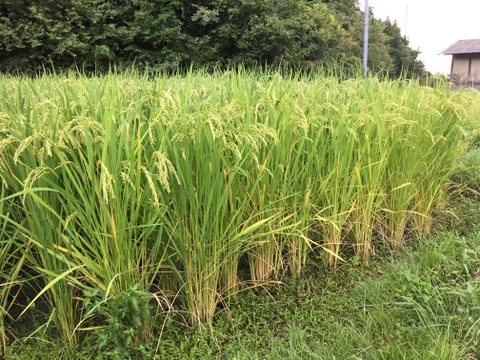 ◆今年の新米・農薬不使用◆白米粒が光る最高級棚田米 滋賀県大津産 玄米なら4kg