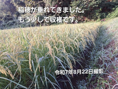 【新米・数量限定 即発送】令和7年産 新潟米・とちお産コシヒカリ10㎏
農家直送！山の湧水で育った米（送料相当値引き中／箱込み総重量）