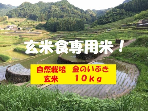 【新米】【令和６年産】自然栽培「金のいぶき」玄米　１０ｋｇ　＋　高オレイン酸大豆１ｋｇ