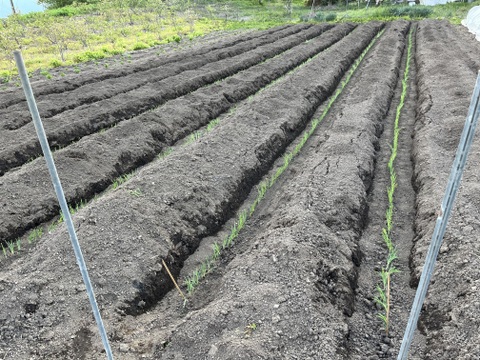とろける甘さ！鍋料理におすすめ♪長ねぎ（土付き）5kg
