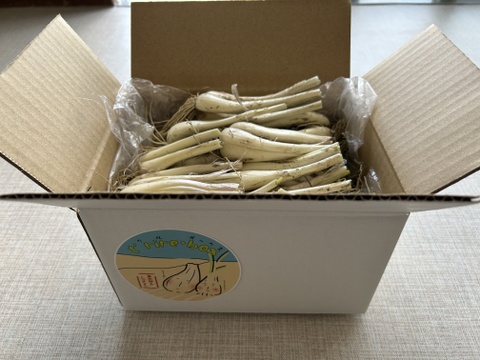 新鮮！鳥取の根付き砂付きらっきょう　お試し1㎏