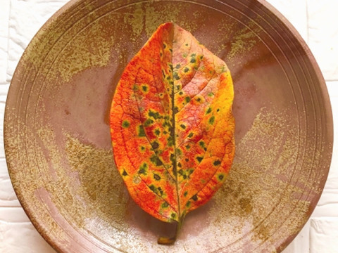 【秋の風情】自然のまま採取！色鮮やかな「紅葉した柿の葉」30枚（10枚×3）