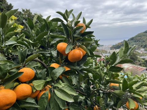 年末年始にお楽しみください！！　早出し☆青島みかん（5㎏）