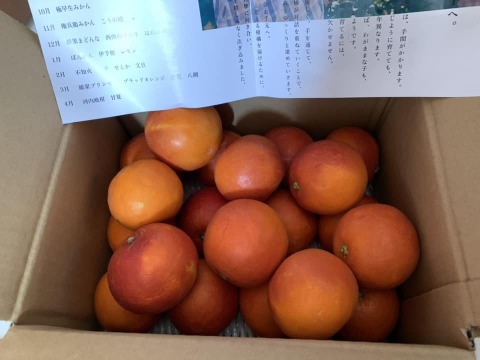 【甘さと爽やかな酸味】ブラッドオレンジ 2kg 【希少柑橘】