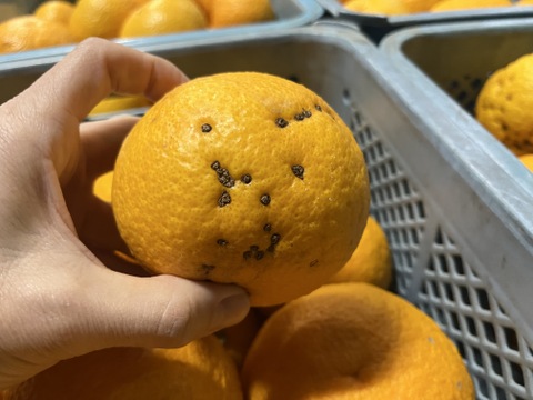 木成り完熟甘夏　訳アリ　甘夏　約8キロ　サイズ混合　家庭用