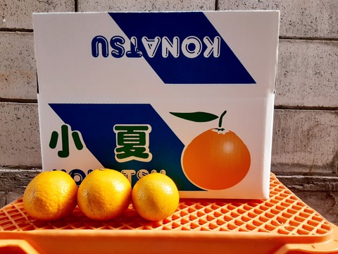高知県土佐市産小夏(5kg)(別名:日向夏、ニューサマーオレンジ)