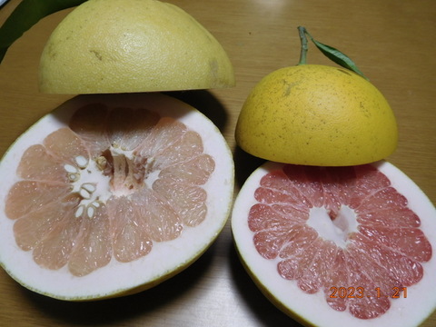 【柑橘食べ比べ】初春のうれしい柑橘５種セット　正味4.0㎏