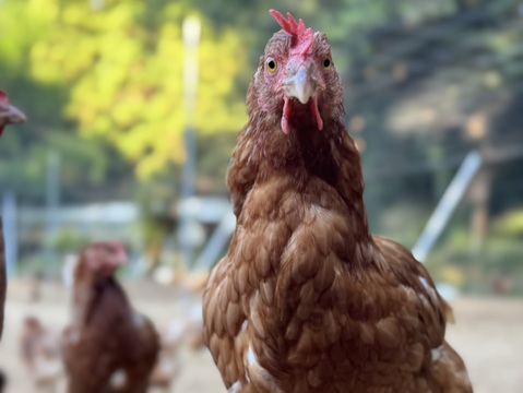 空と大地に見守られて、産まれる卵。-itadaki-甘くてコク深い、放牧鶏「暖鷄」の卵です。放牧卵itadaki/自然放牧【限定枠定期便】24個入