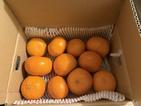 【柑橘の大トロ！】せとか（ご家庭用・２㎏）