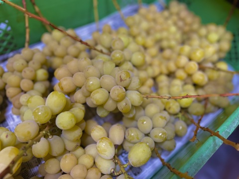 小ぶりなシャイン一族【希少な4種】詰め合わせ