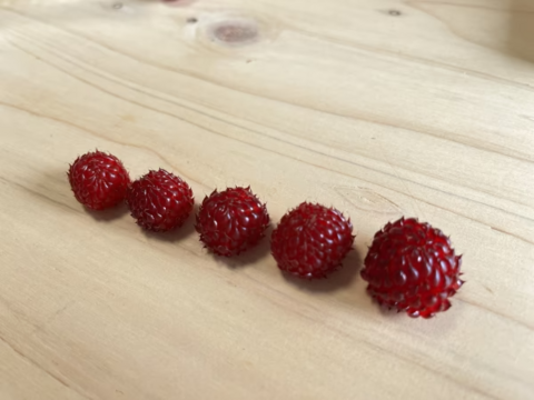 珍しい木苺【レッドドリーム】自然栽培で大切に育てました (1kg)