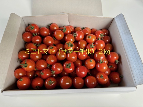 甘みギュッと！ミニトマト夏千果　2kg